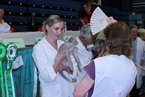Wiltshire & District Cat Club Show 2009 Pictures by Paul Marshall
